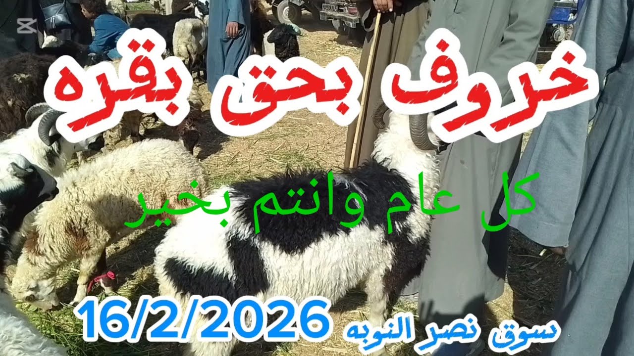 اسعارالغنم والماعز واتفرج على اغلي خروف داخل سوق نصر النوبه ١٦ فبراير ٢٠٢٦
