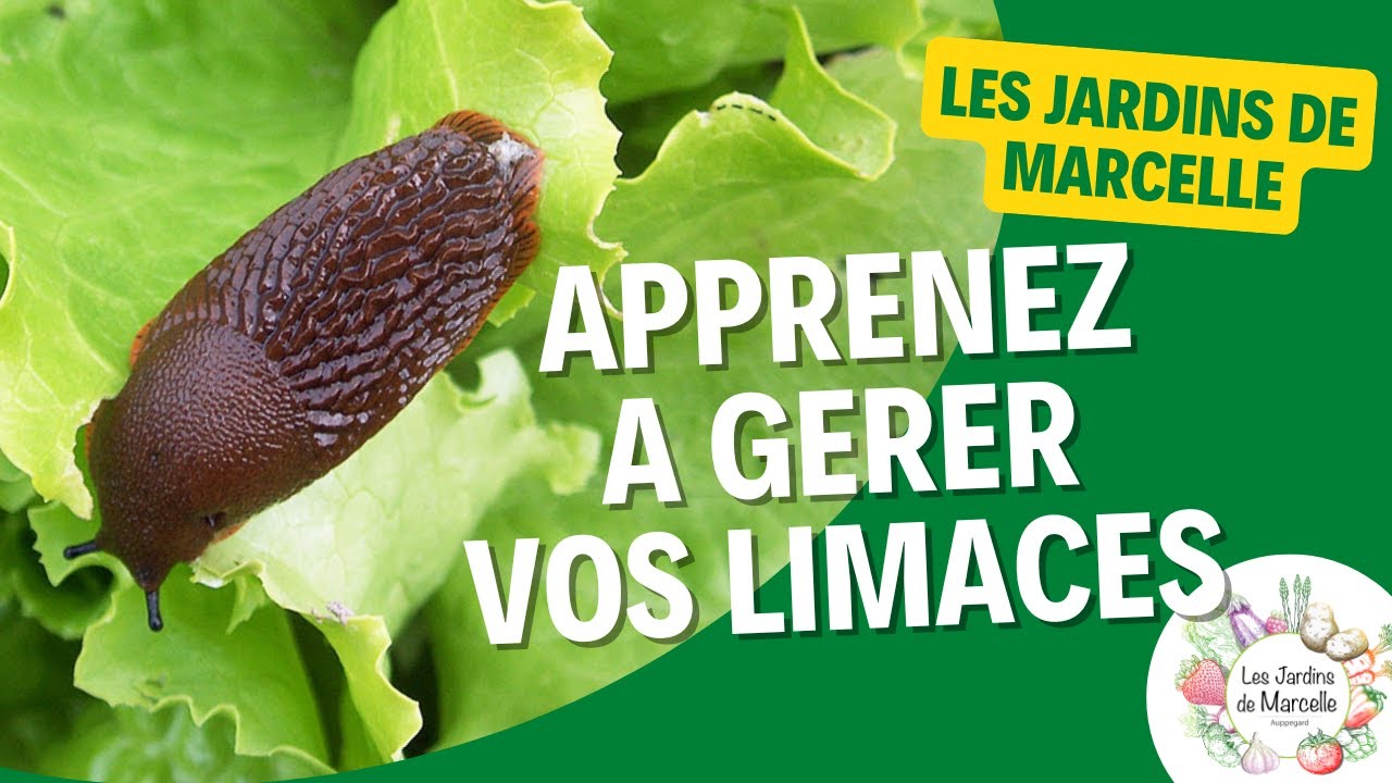Le problème des limaces au potager