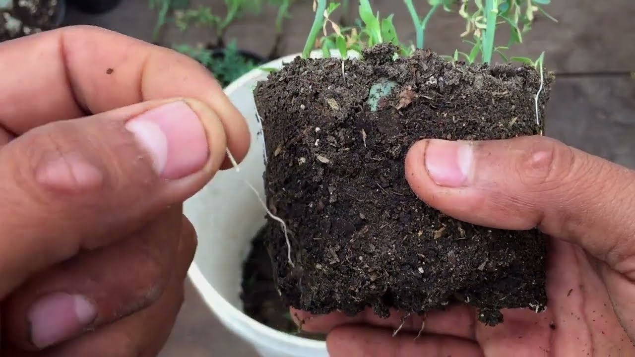 REPRODUCCIÓN o PROPAGACIÓN De La Planta RUDA (RESULTADOS)!