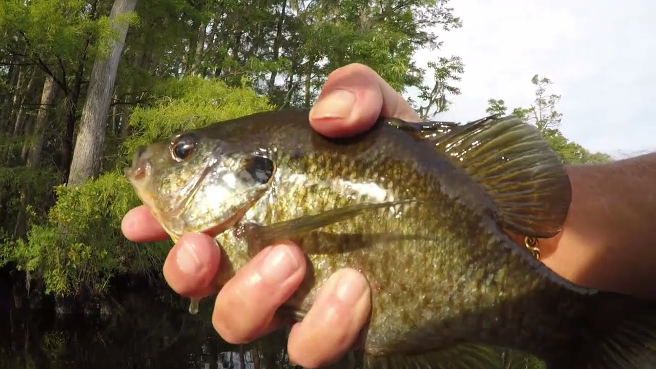 June Shellcracker And Bluegill.