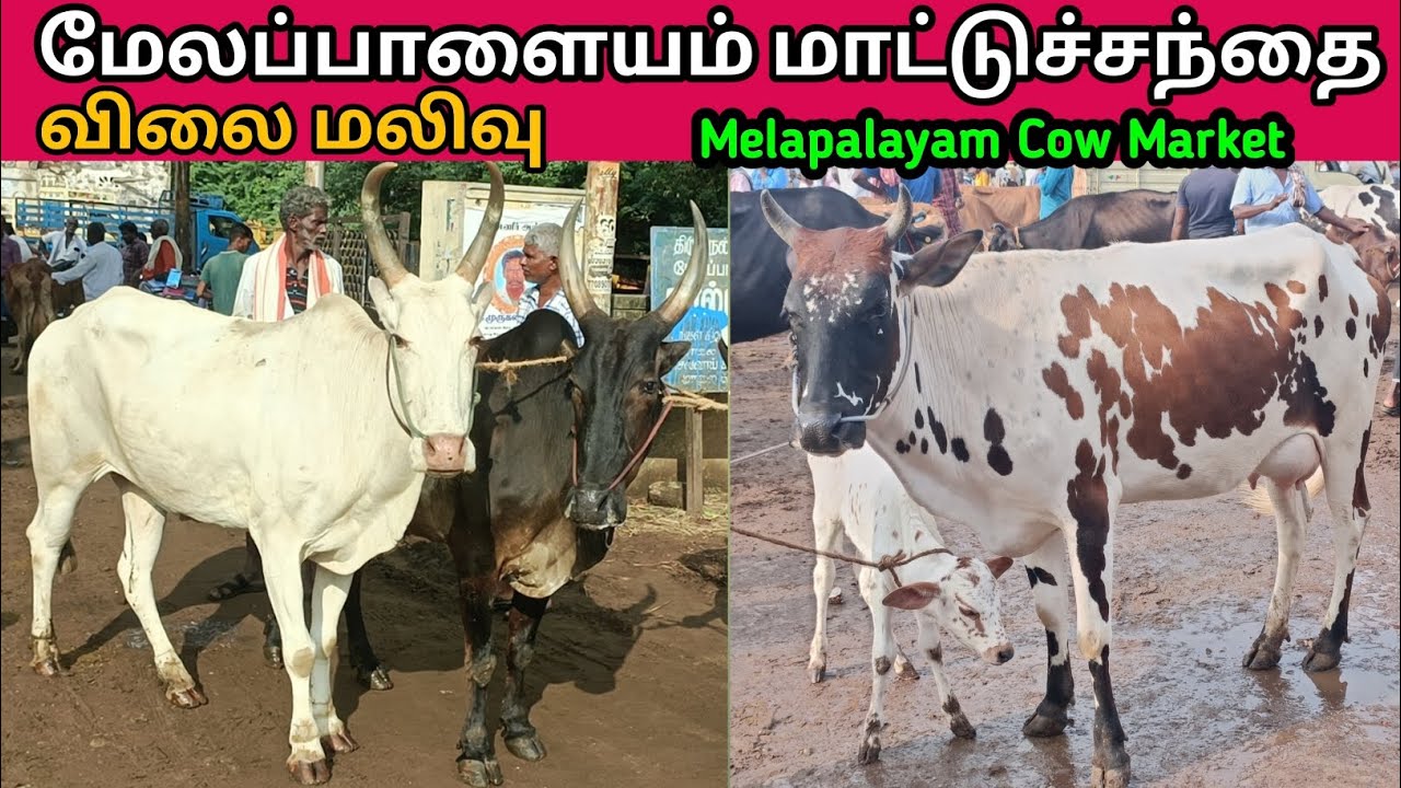 3 - 3 - 2025 | மேலப்பாளையம் மாட்டுச்சந்தை | Melapalayam Cow Market | @kalnadaitholan | Cow Market