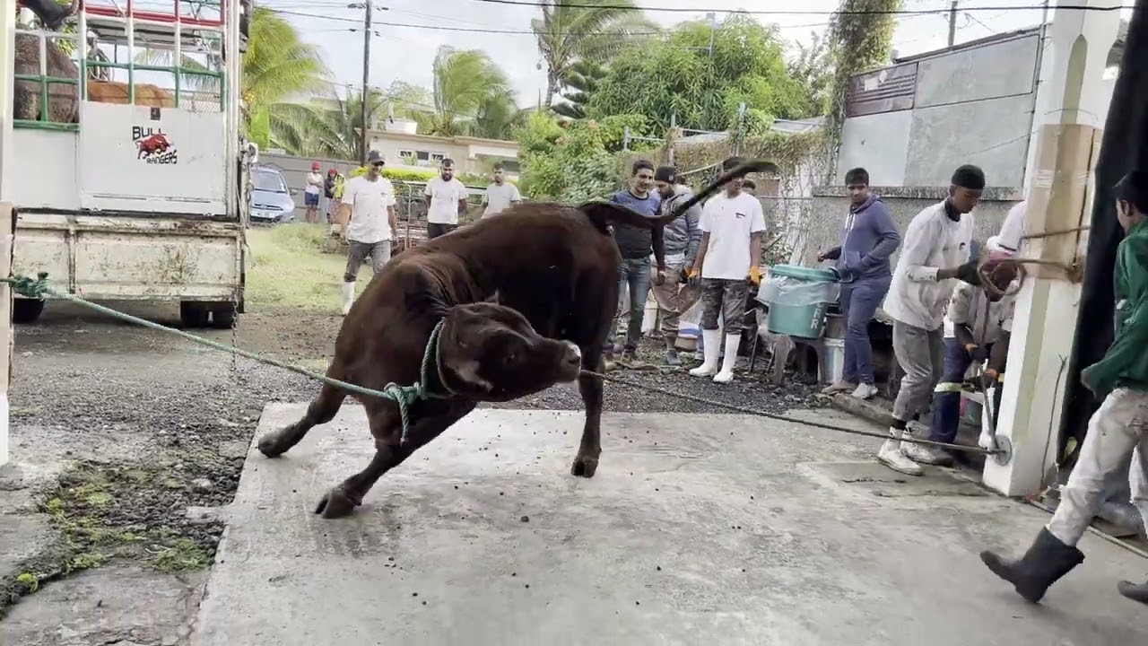 Bakrid 2022 Bull Rangers Team