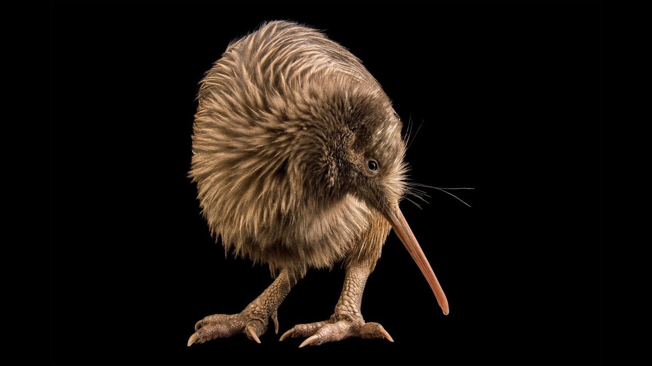 Kiwi bird