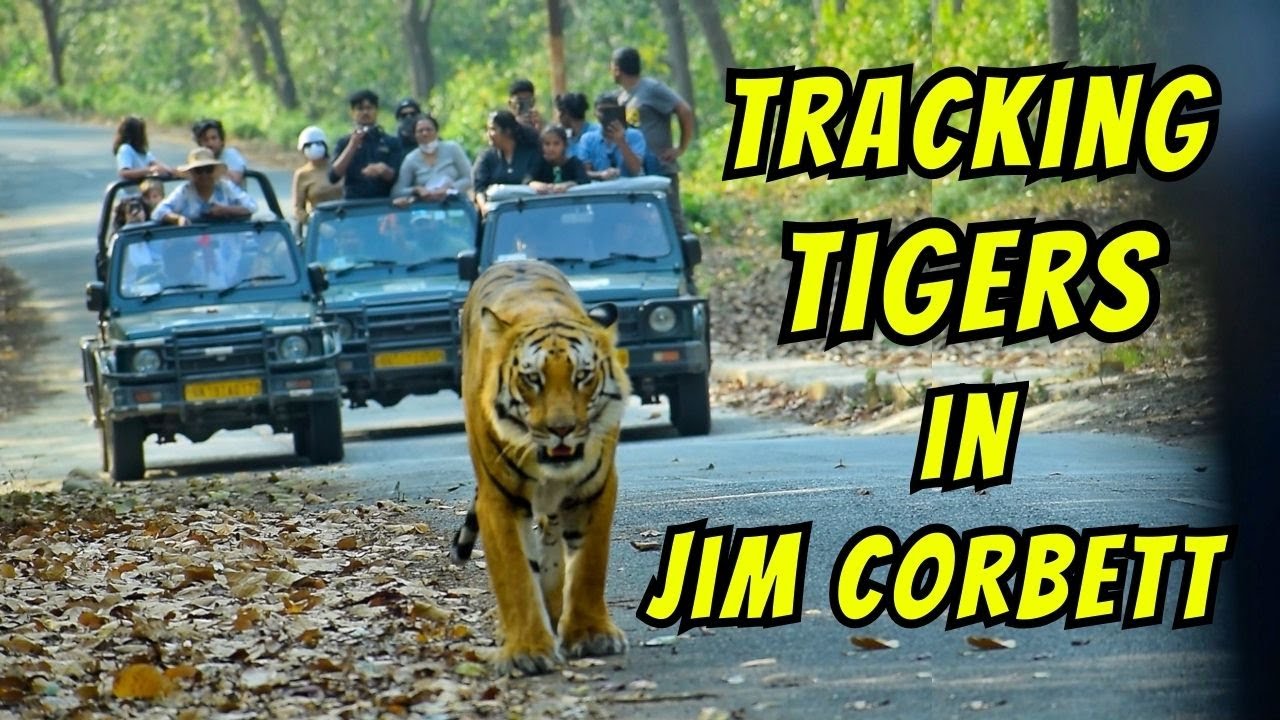 Tracking Famous Tiger of Jim Corbett | Jim Corbett Best Zone | Jim Corbett Jungle Safari Price