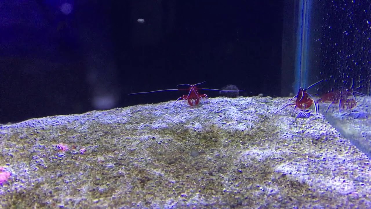 The real value of cleaner shrimp.