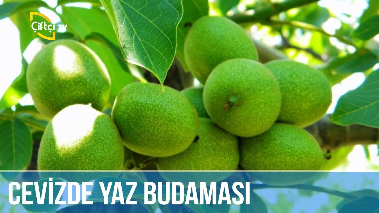 Meyve Ağaçlarında Yaz Budaması -BUDAMA AŞILAMA TEKNİKLERİ