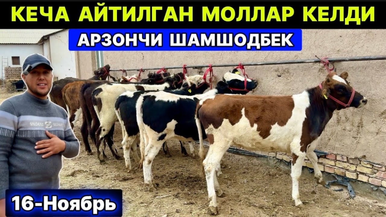 АРЗОНЧИ ШАМШОДБЕКНИ МОЛЛАРИ КЕЛДИ ШОВОТ 16 ноября 2025 г.