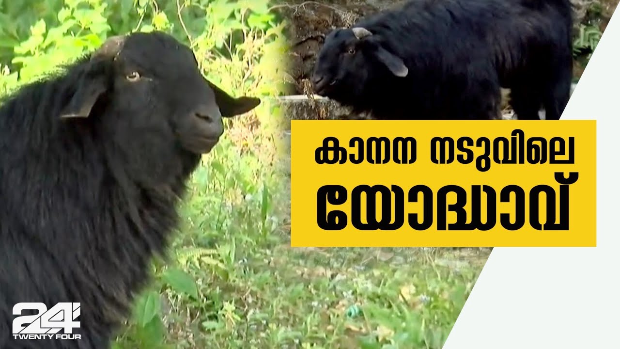 ശബരിമല സന്നിധാനത്തിന്റെ പരിസരത്ത് വന്യമൃഗങ്ങളോട്  പൊരുതി ജീവിക്കുന്ന ഒരാൾ
