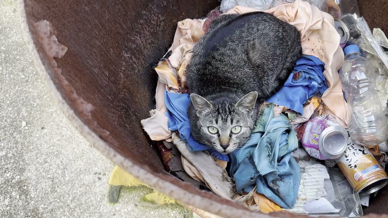 洞綿島のドラム缶の中にいたキジトラ猫さん