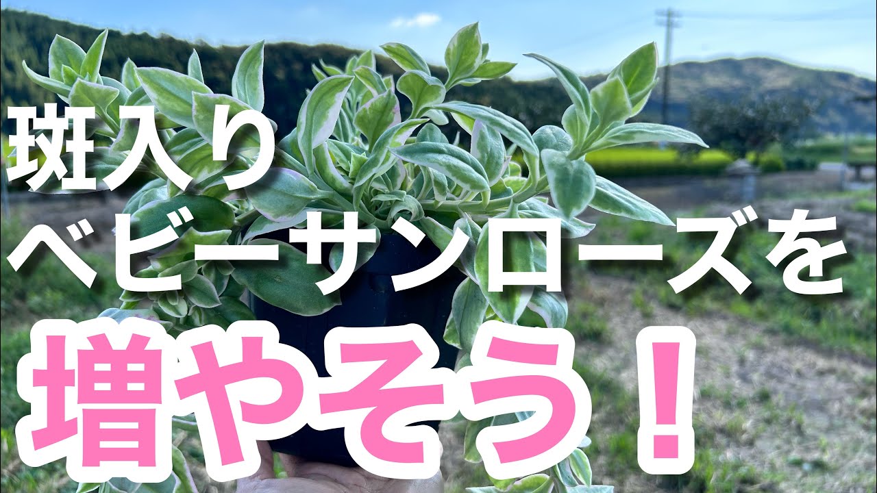 【多肉植物】斑入りのベビーサンローズを挿し木で増やす　切って挿すだけ簡単挿し木＃多肉＃多肉植物＃多肉の育て方