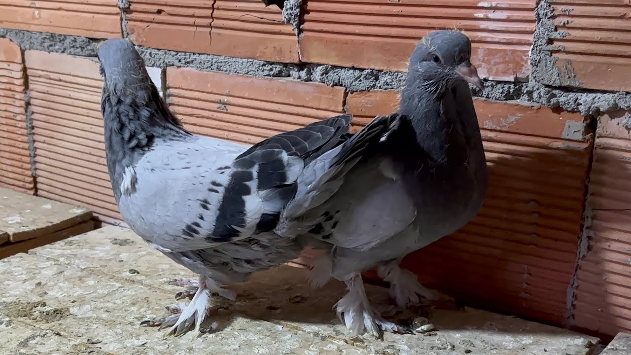 💎ŞEKERİ 🍬 YAVRUMUZ BAŞLADI. YENİ GELEN KUŞLARIMIZ YUMURTLADI #güvercin #oyunkuşu #pigeon 