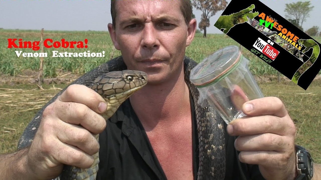Извлечение яда королевской кобры №2 ЗМЕЯ ЧЕЛОВЕК на YouTube King Cobra TV! ULAR RAJA #venomous #k...