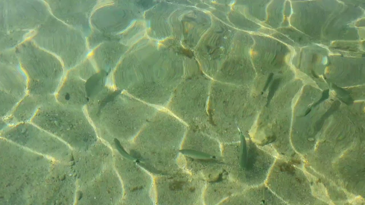 19 settembre, Torre Guaceto: bagno tra i pesci in un mare caraibico