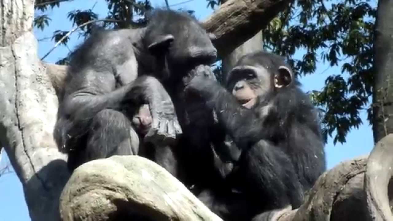 Cute! Chimpanzee mom and child.チンパンジー母子。