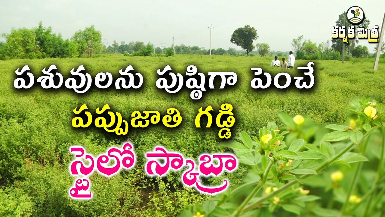 పశువులను పుష్ఠిగా పెంచే పప్పుజాతి గడ్డి స్టైలో స్కాబ్రా| Legume Fodder  Sylo Scabra | Karshaka Mitra
