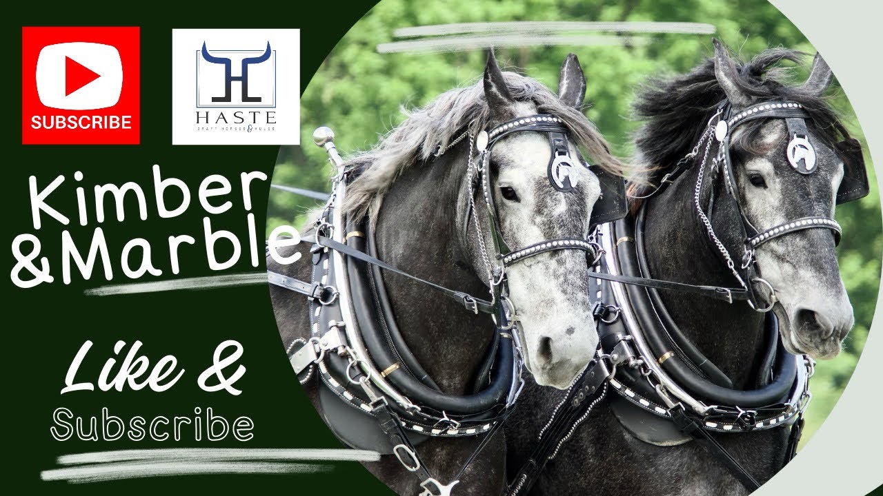 Invest in Your Future with a Percheron Draft Horse Mare Team! Call Now (606) 303-5669