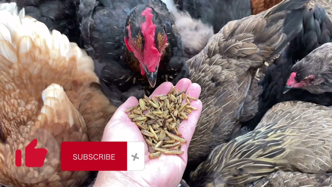 Collaboration With GrubTerra. Com / Chickens Eating Black Soldier Fly ￼￼Larvae. ￼