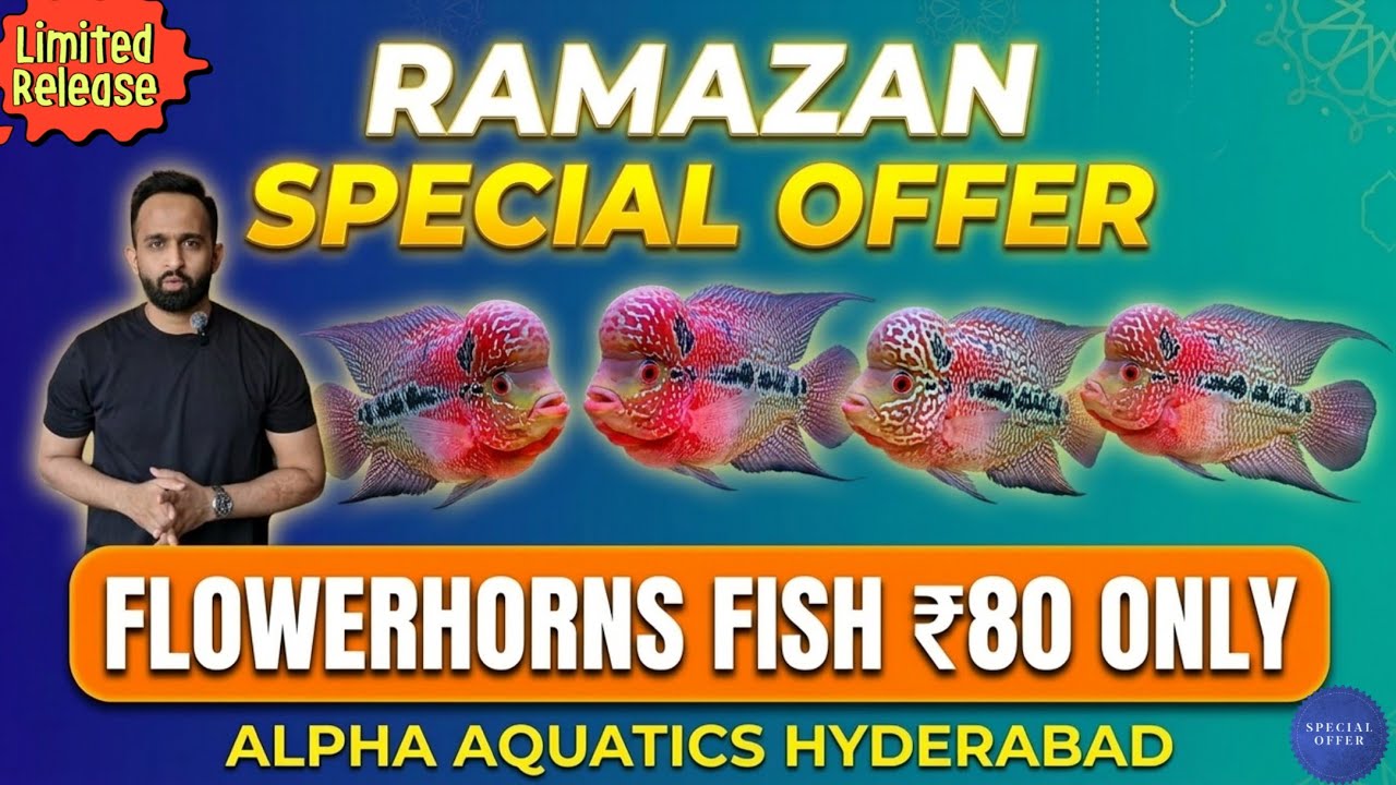 Alpha Aquatics Hyderabad: Biggest Ramazan Offer on Flowerhorns! Flowerhorn Fish for just 80! 😱