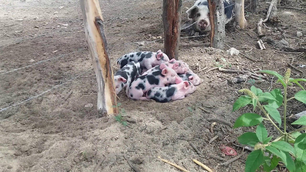 Olha a surpresa que tive hoje ao acordar de manhãzinha - 22 porquinhos nasceram