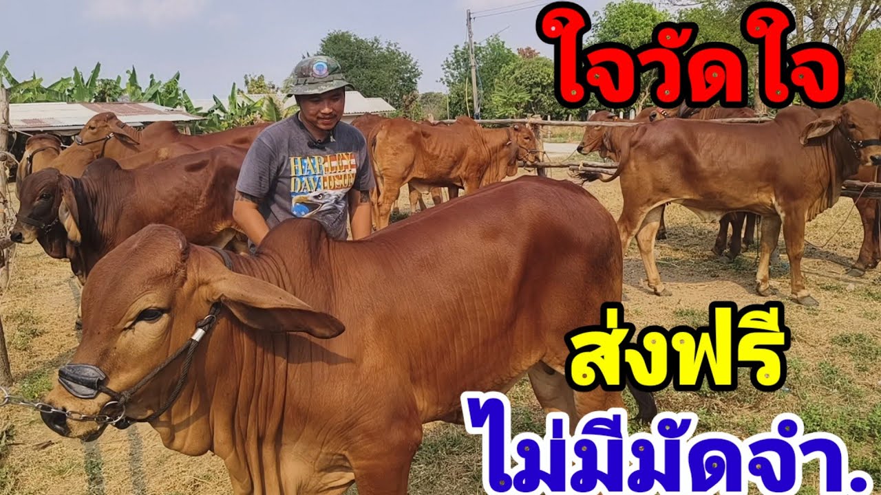 9 ก.พ.69 คอกนี้ของจริง!! ส่งฟรี ไม่มีมัดจำ เก็บเงินปลายทาง ขายวัวงามยกตอก