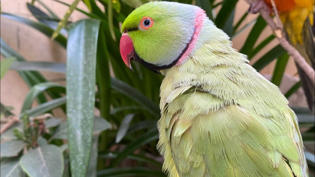 Talking indian green parrot 🦜 #asmr #parrot #birdsavairy (Episode-58)