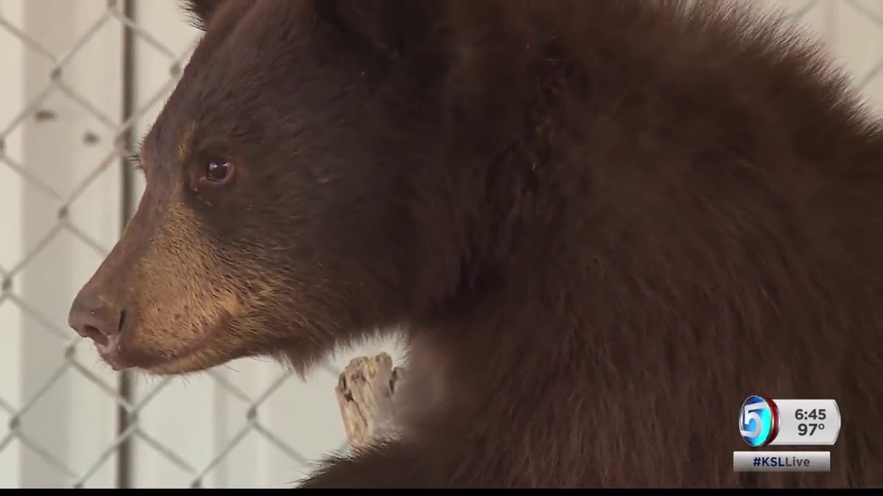 The Division of Wildlife Resources cares for several rescued bear cubs