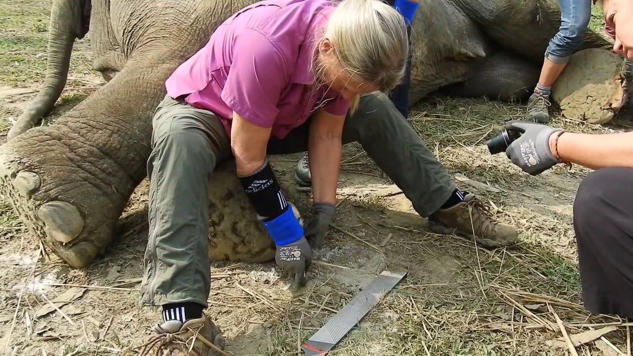 EAI founder and CEO Carol Buckley Teaches Elephant Foot Trimming