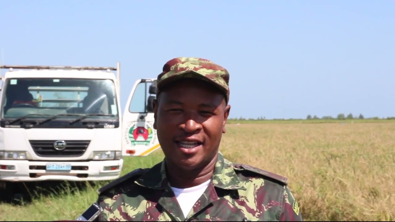 Unidade Produtiva de Chókwè estima colher quatro toneladas de arroz por hectare na presente campanha