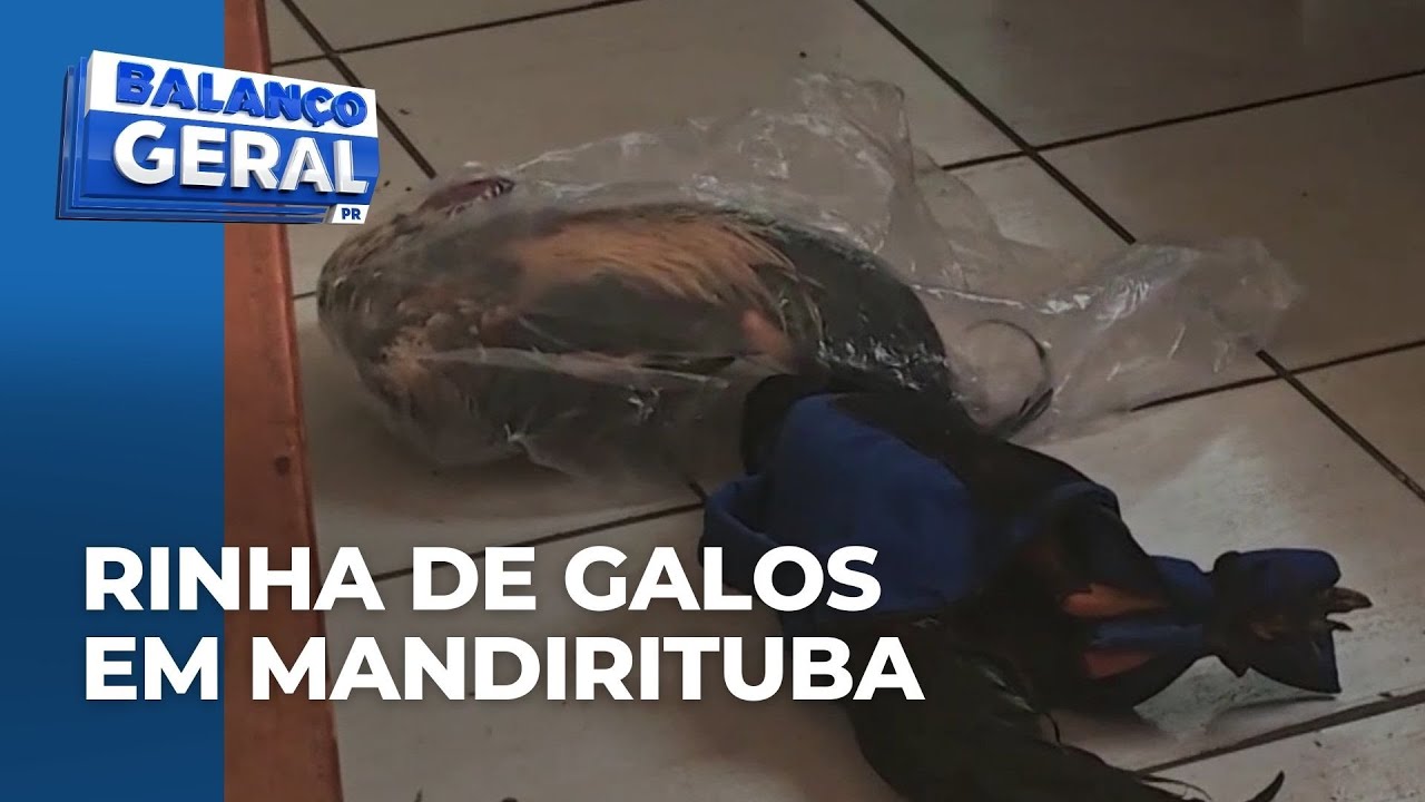 Esquema de rinha de galos é descoberto em Mandirituba e três pessoas são presas
