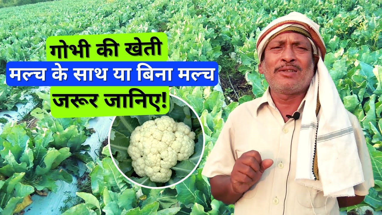 Cauliflower Cultivation with or without Mulch, check it out! गोभी की खेती मल्च के साथ या बिना मल्च