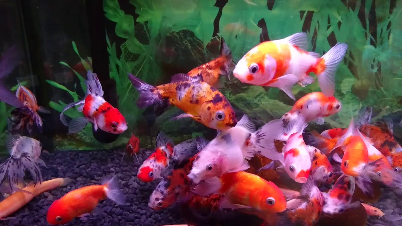 丸照養魚場2018年12月28日の金魚の在庫