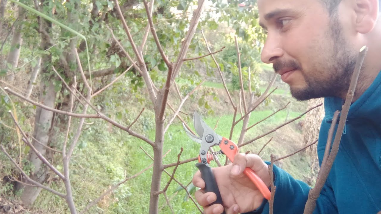 जापानी फल की प्रूनिंग l Pruning of Three Year Persimmon before Fruiting l Pruning, Timing, Benefits_