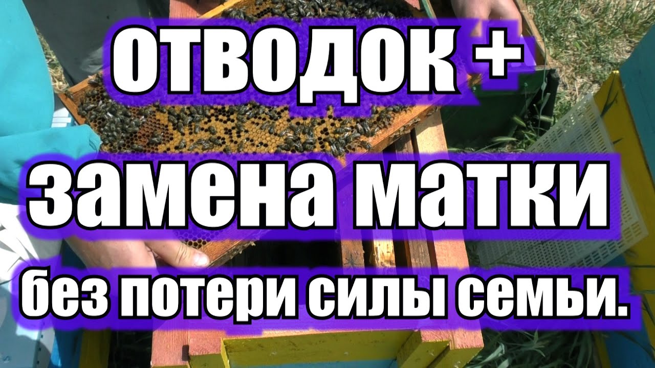 ОТВОДОК +ЗАМЕНА МАТКИ БЕЗ ПОТЕРИ СИЛЫ СЕМЬИ.