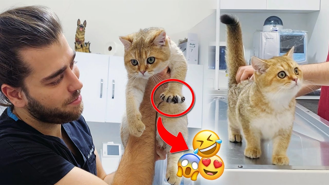 SEVGİ DELİSİ KEDİ! 😍 Sevilmeye Doyamayan Kedi Leo! #TheVet