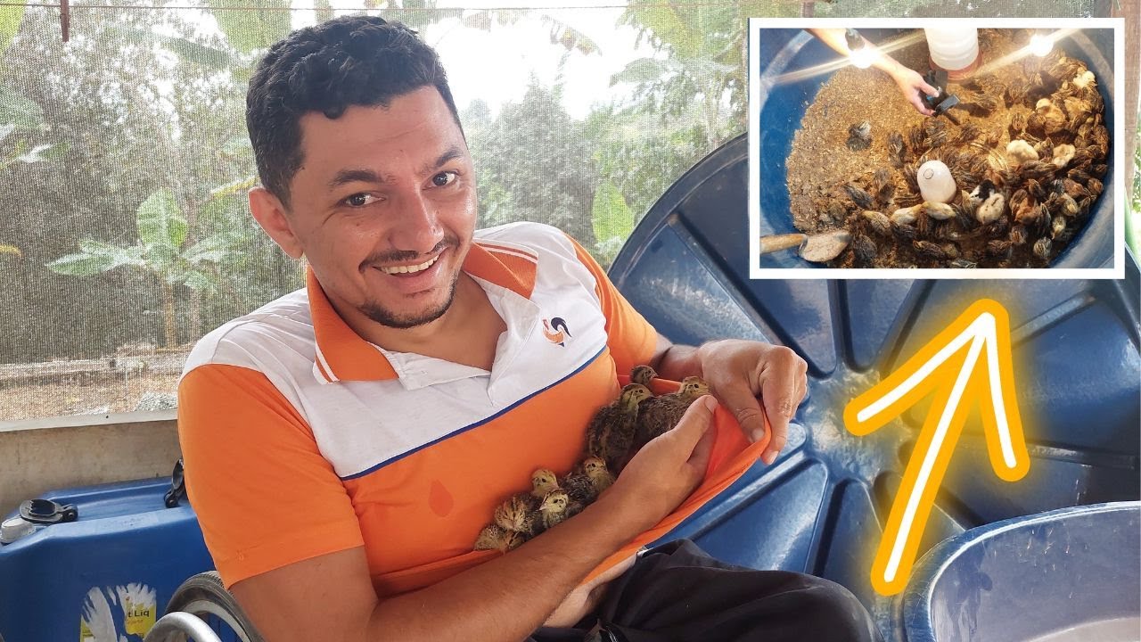 Veja o Tamanho dessas Codornas, Criação de Codornas gigante em Caixa d'água