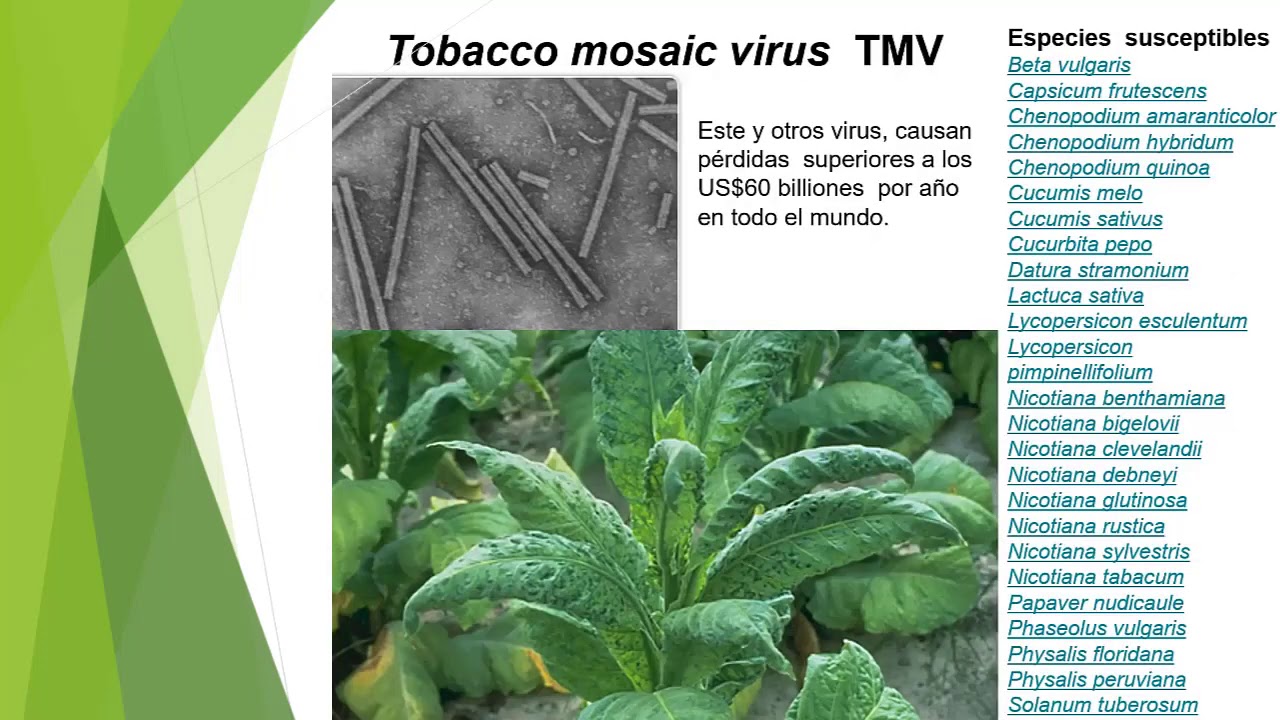 Virolog&iacute;a (Parte 1)