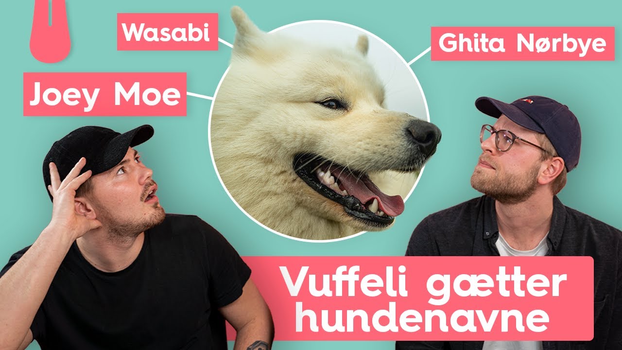 Vuffeli g&aelig;tter medlemmers SJOVESTE hundenavne! | Vuffeli