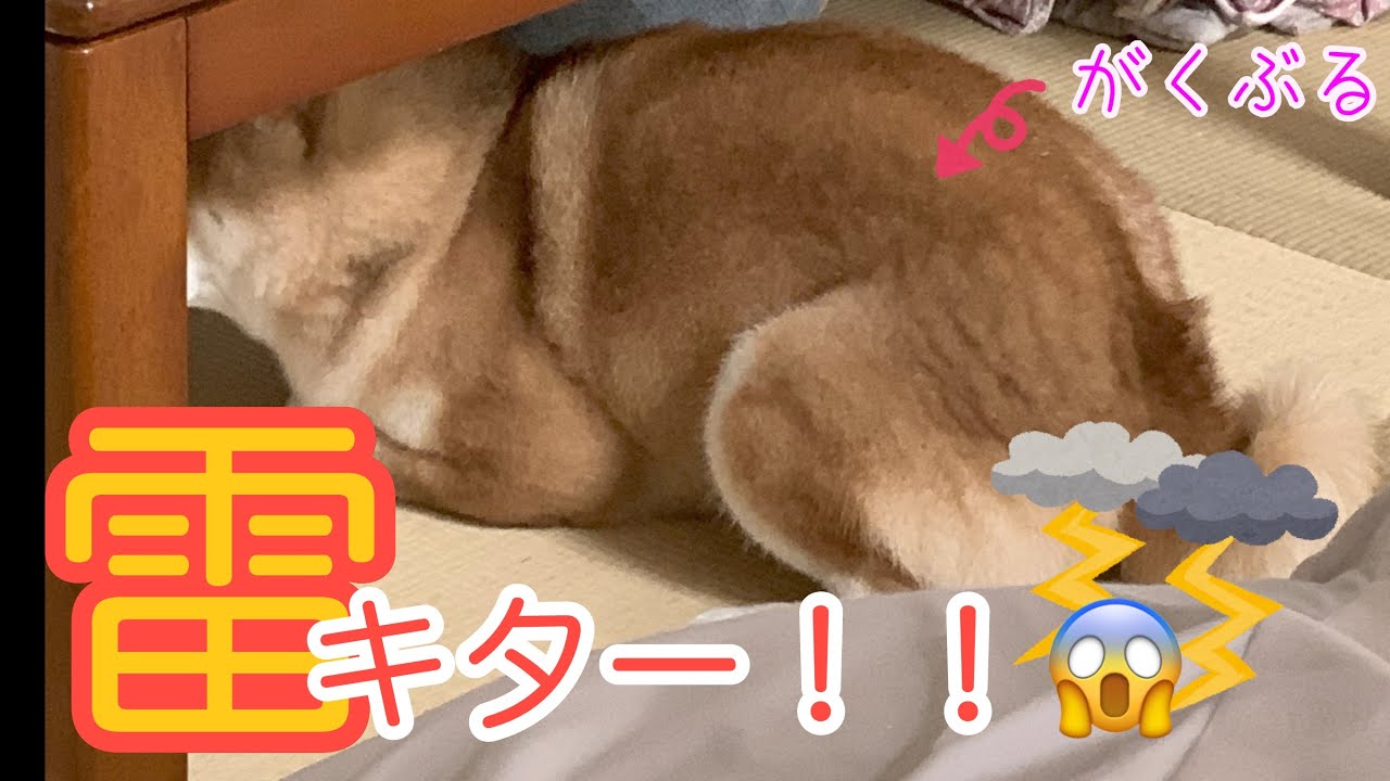 雷怖くてガクブル、心臓バクバクの柴犬💧
