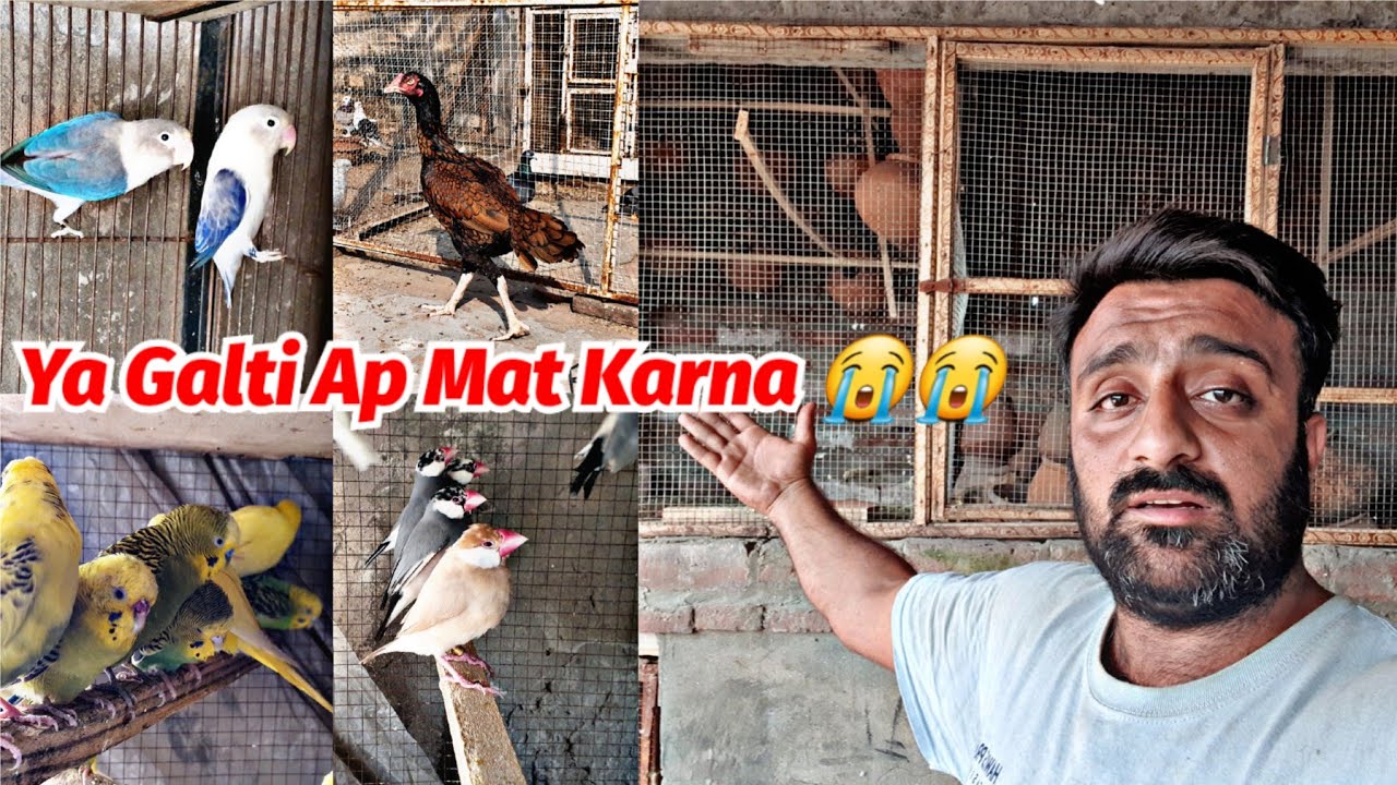 Ab kiya pachtana Jab Chariya Chung Gayi Khat Sj Pets Lover 
