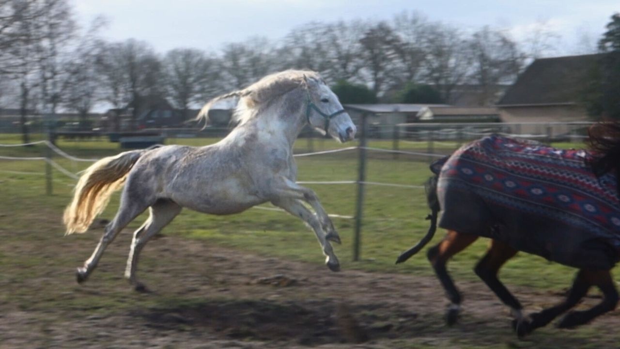 Nieuwe stap in het inscharen van Illustro 🐎💥  | 𝘚𝘯𝘶𝘪𝘵𝘢𝘣𝘭𝘦