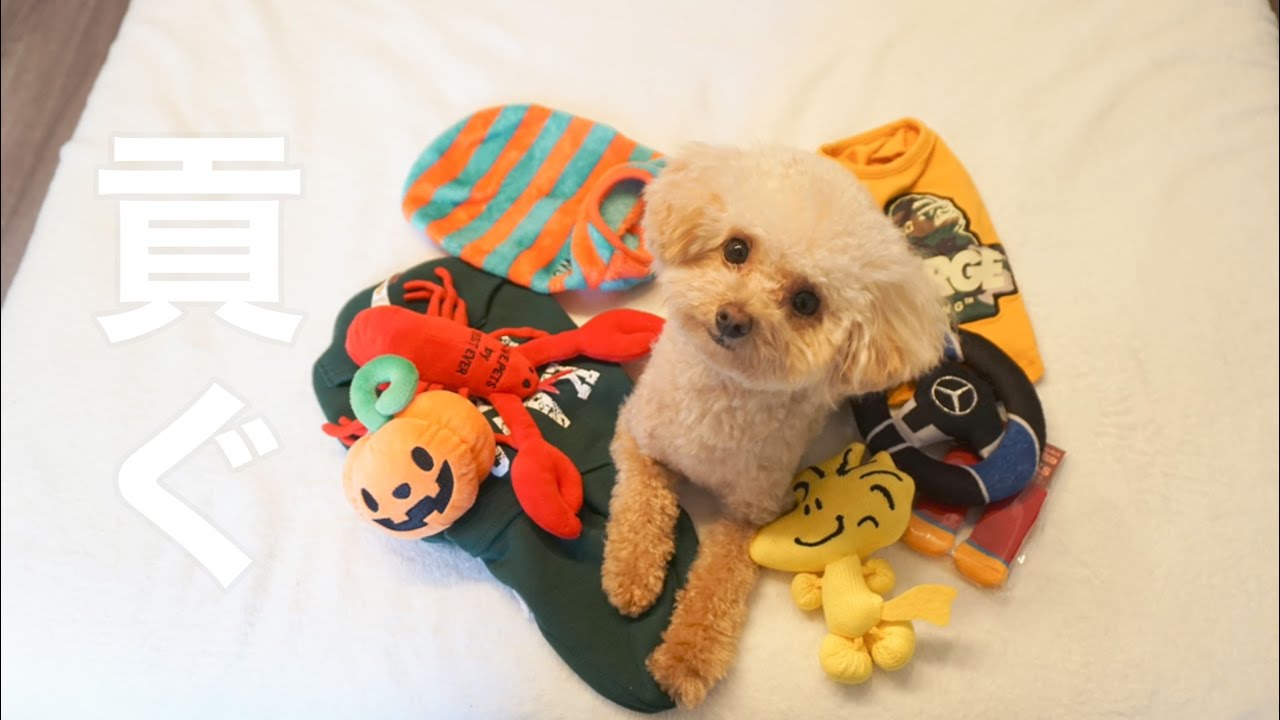 愛犬への散財が止まりません【トイプードル】
