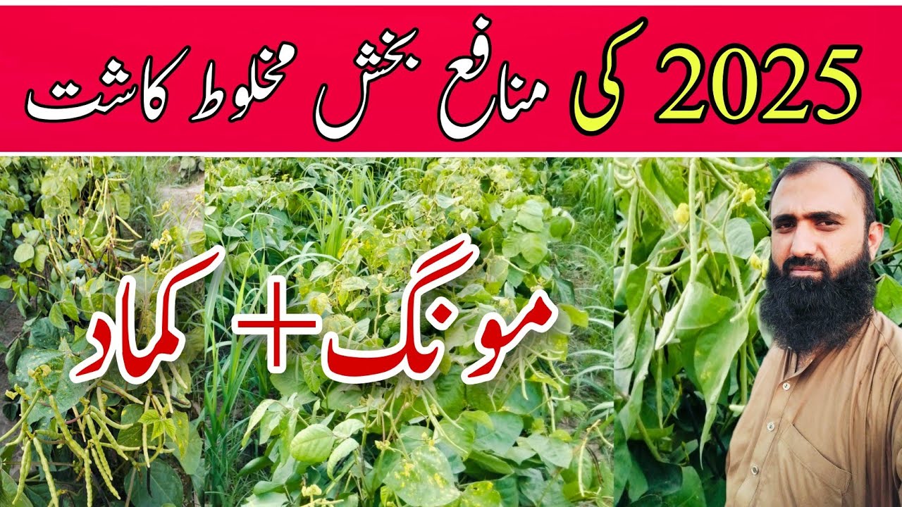 Profitability of Mung Bean and Sugarcane Inter- cropping | Bilal Kanju Official