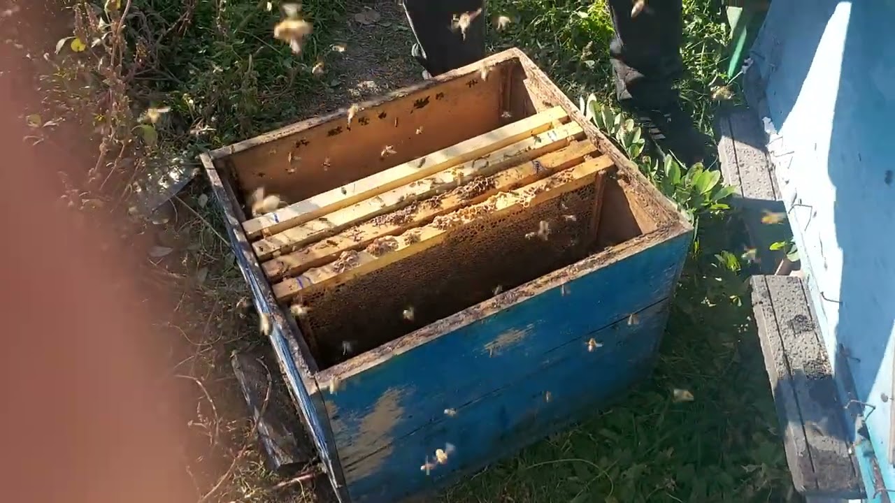 Puiet varos adevărat !