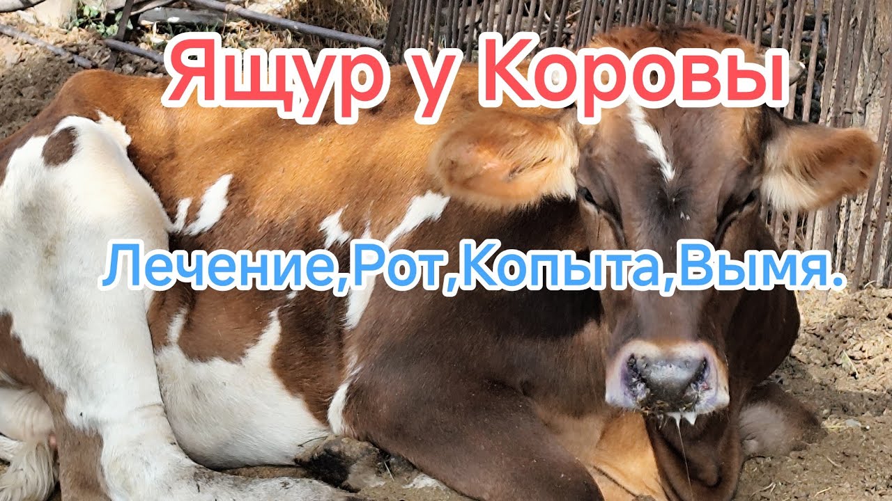 Ящур у Коров!как его лечим мы.