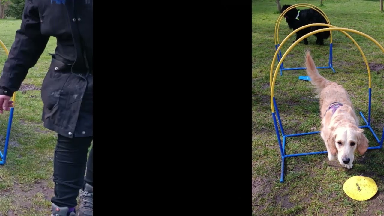 Activit&eacute;s canines collectives - weekend du 9 et 10 avril 2022