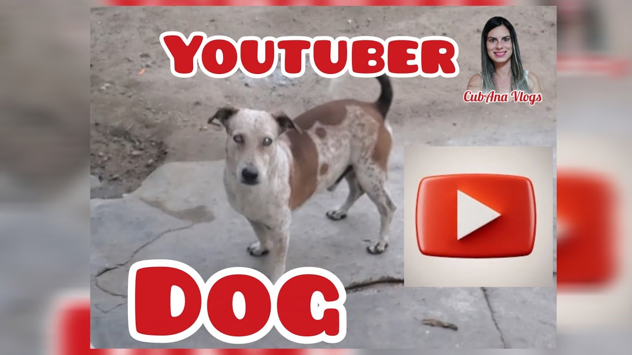 🐕🇨🇺Un perrito por su casa!!@CubAnaVlogs-ab27 