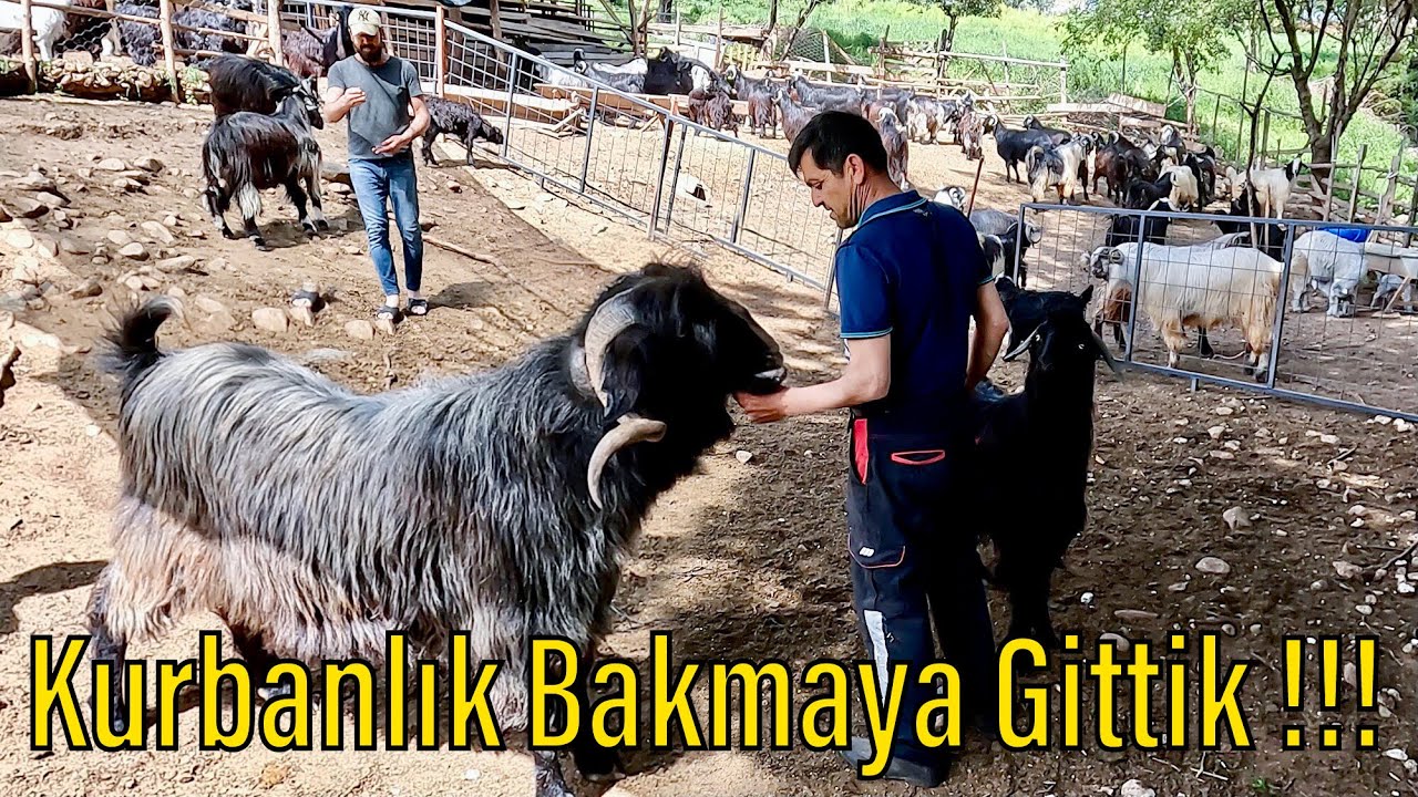 Dağ Köyüne Kurbanlık Bakmaya Gittik !!! | 2024 Kurbanlık Fiyatları | Belirsizlik Sürüyor