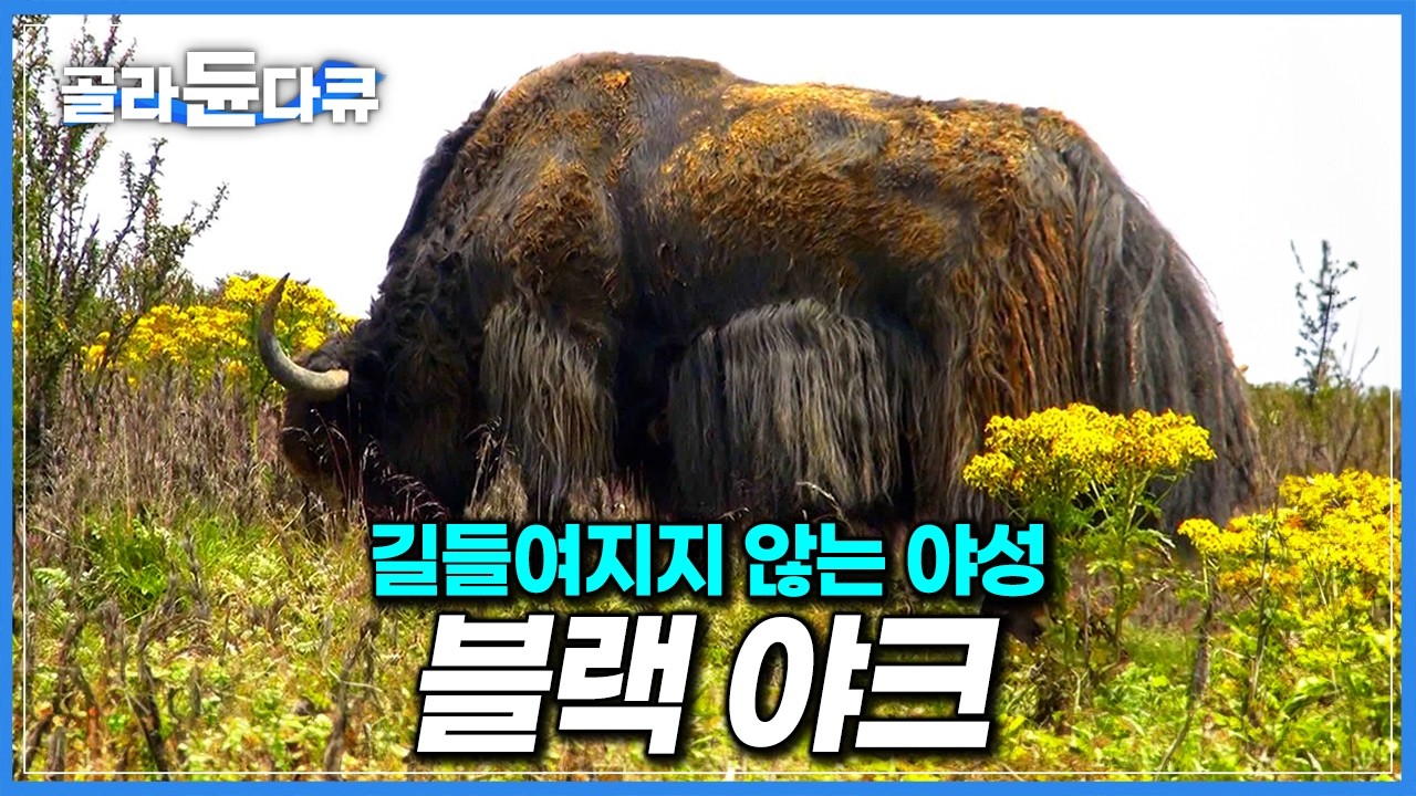 야생동물인가 가축인가. 주인조차 길들이지 못한 사나운 블랙 야크｜히말라야 부탄 유목민 마을 여행｜세계테마기행｜#골라듄다큐