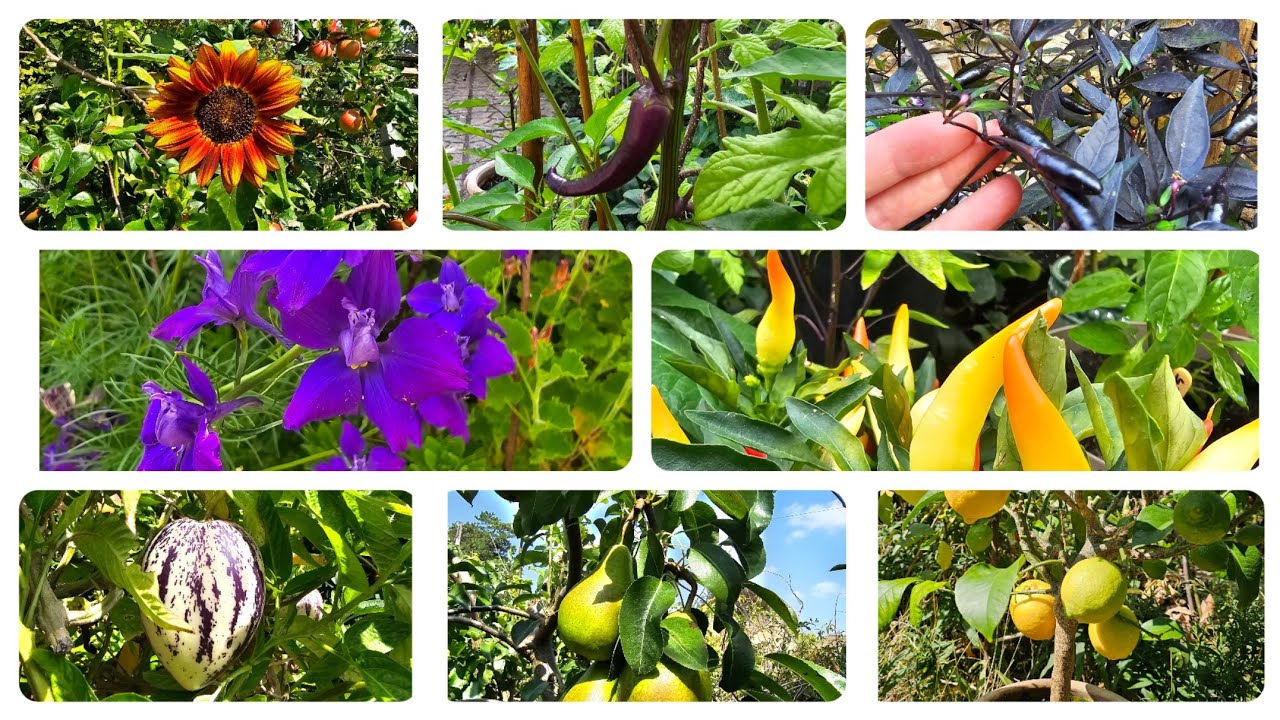 The potted garden survived 3 days. Now to double that...