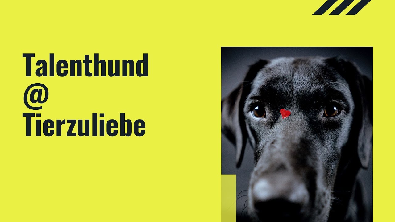 🎥 Talenthund bei &ldquo;Tierzuliebe&rdquo; &ndash; Jagdkontrolltraining 🐾